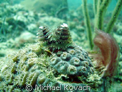 Chritmas tree worms on coral on the reef at the Pelican G... by Michael Kovach 